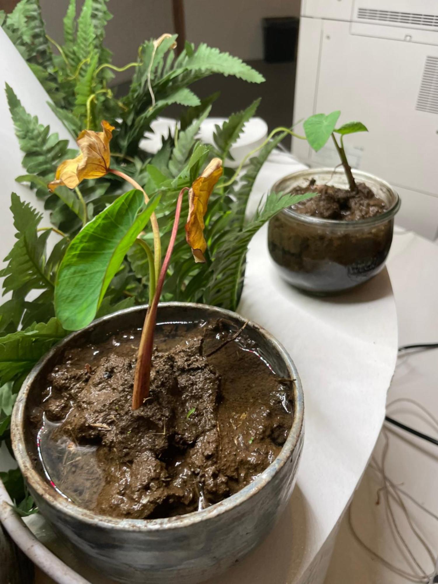 Doho Suites 檀香山 外观 照片